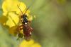 Tenthredopsis sp.